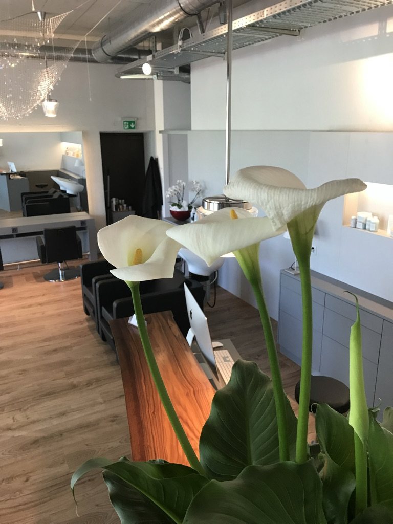 Calla Lilien im Studio